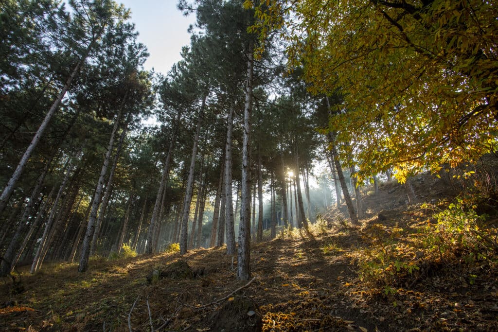 EUDR, Règlement européen sur la déforestation